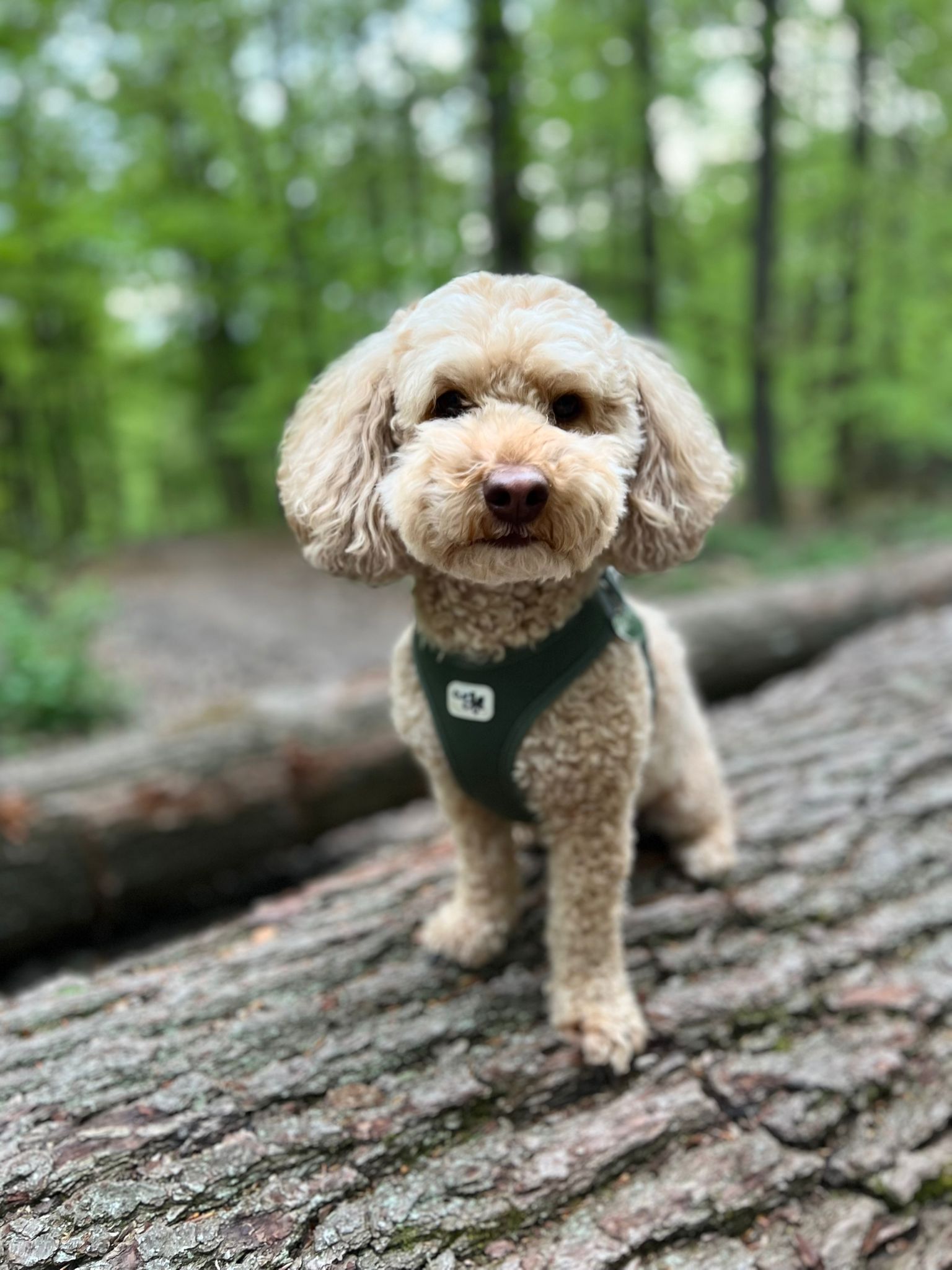 Harry - Chief Wellbeing Officer